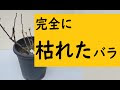 √70以上 バラ 枯れた後 238035-バラ 枯れた後