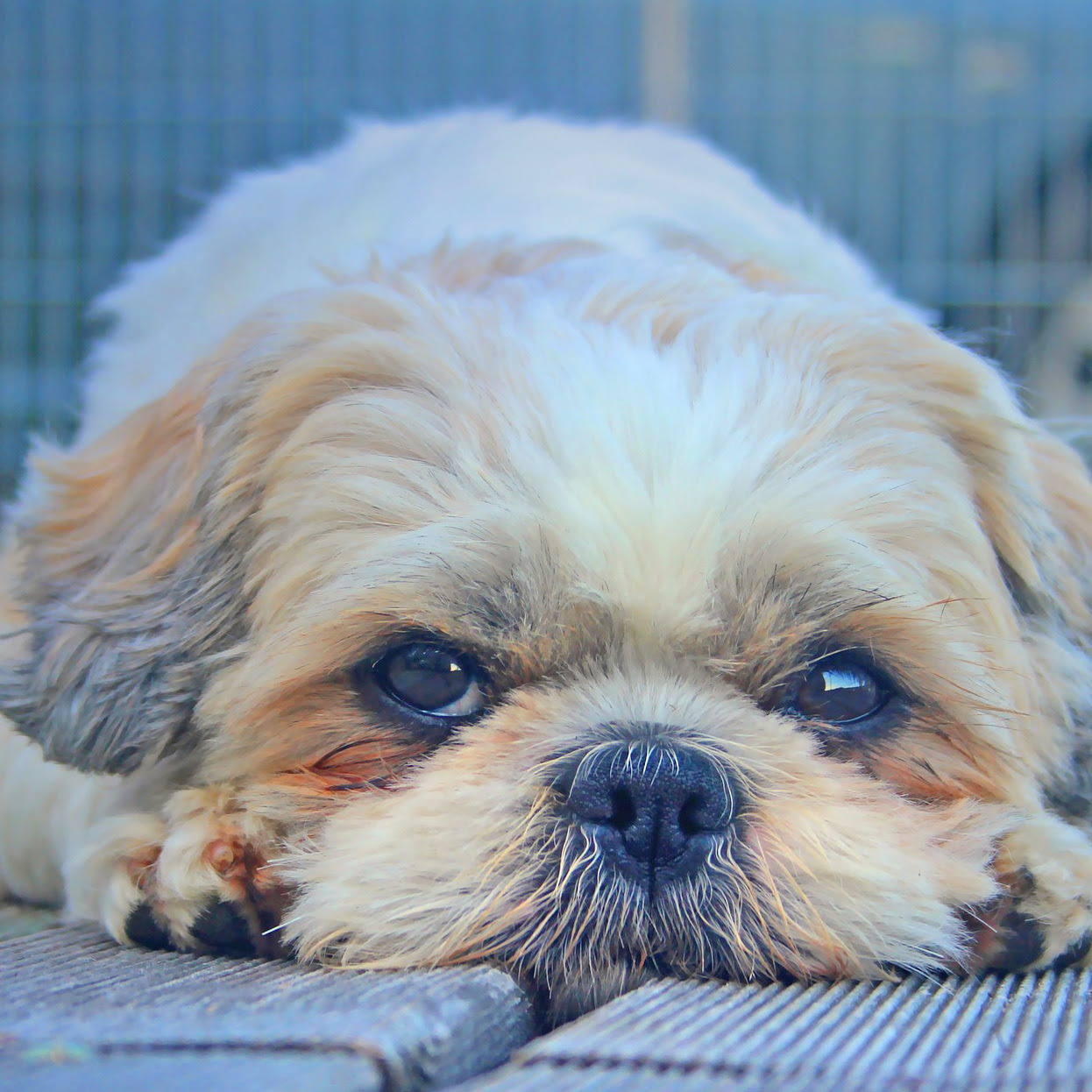 シーズーの性格と特徴を知ろう 神聖な獅子の名を持つ中国朝廷の愛玩犬 犬の総合情報サイト ペットスマイルニュースforワンちゃん