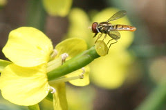 mom and dad's garden 147