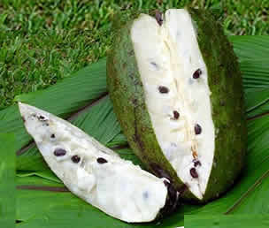 Guyabano Herbal Medicine Uses Health Benefits Side Effects