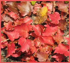 31 vines detail