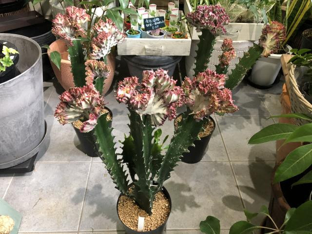 エアプランツ 観葉植物 多肉植物など入荷 インテリアグリーンとギフト プランツコーディネイトのアジアック