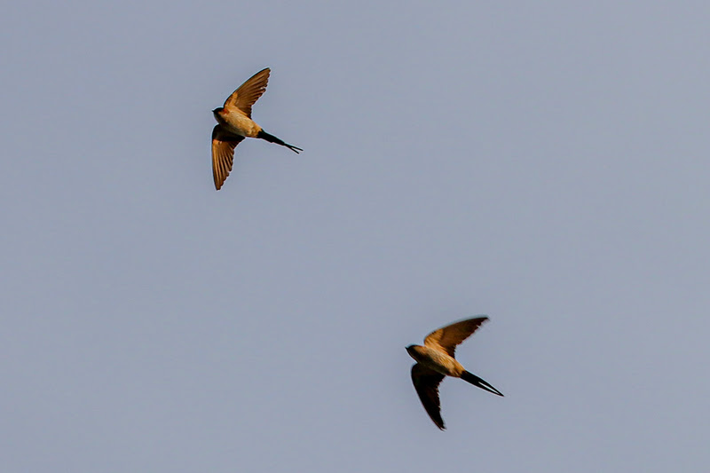 Topics 社会福祉法人 徳充会