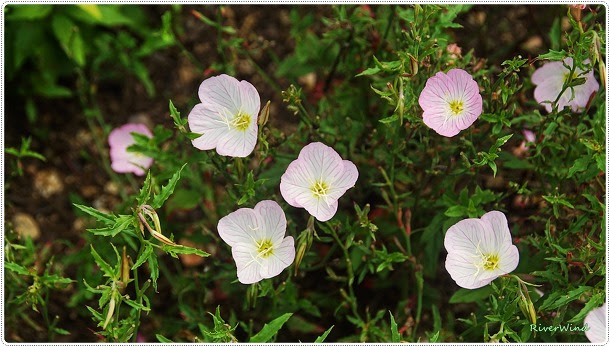 스페키오사달맞이 - 낮달맞이꽃 Oenothera speciosa