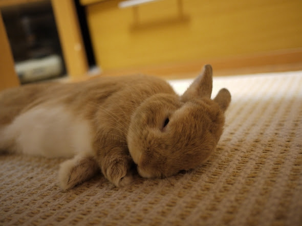 一人暮らしの大人女子にオススメ ペットを飼うなら迷わずウサギ ｌilcono リルコノ Lilcono リルコノ 大人女子のスタイルアップマガジン