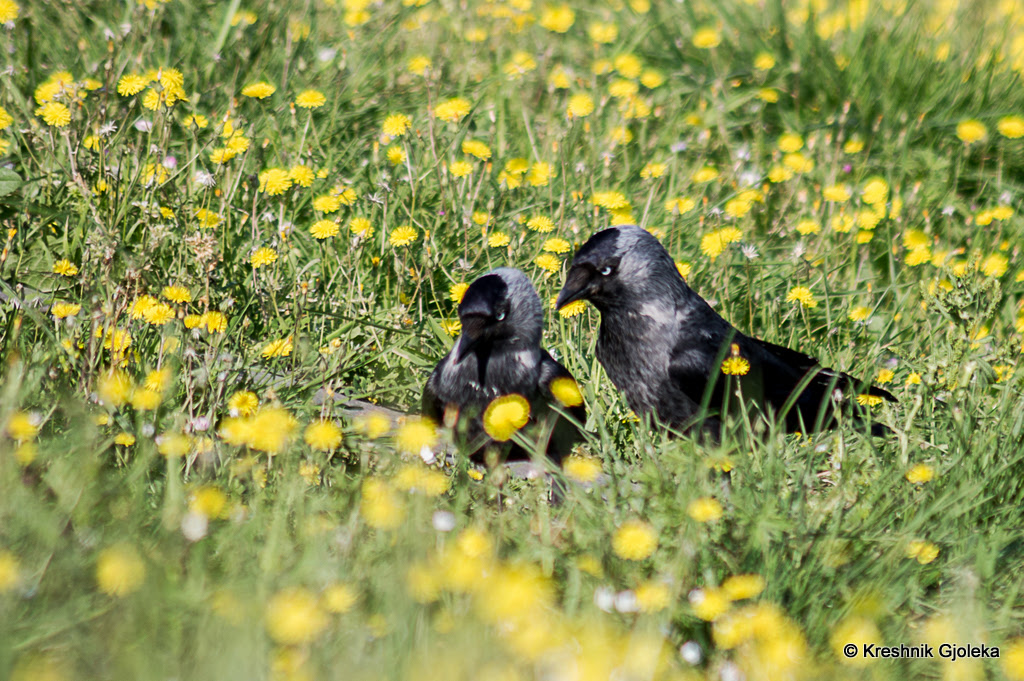 Grumpy Jackdaws