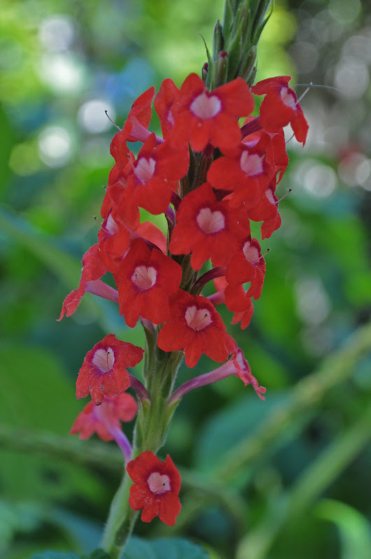 Stachytarpheta mutabilis