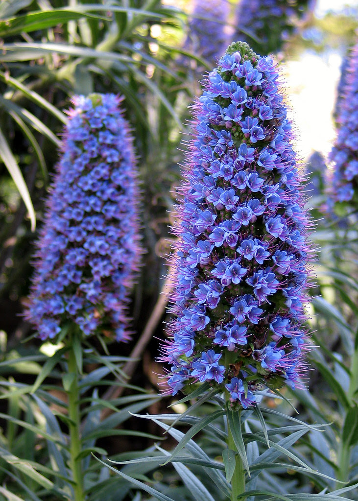 Names Of Purple Flowers Funeral Flowers For Men