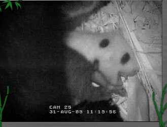 baby panda pictures