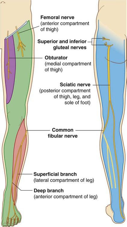Left articulated femur, tibia, fibula, patella. Lower Limb: Bones,Muscles,Joints & Nerves Â» How To Relief