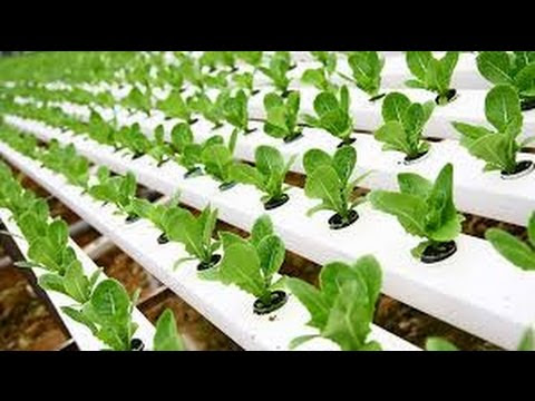 Hydroponic Gardening - Grow Organic Plants Fast - YouTube