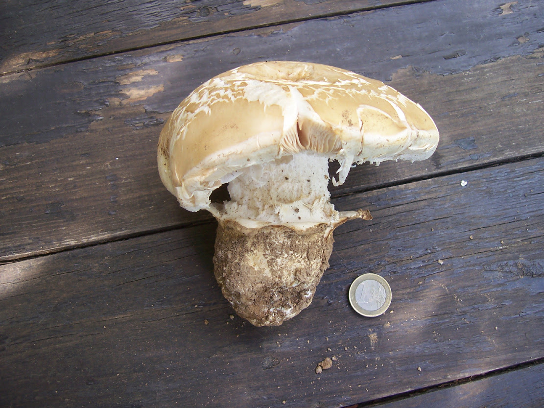 Champignons : Amanite ovoïde