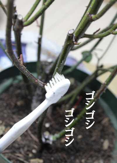 クセになったらどうしよう カイガラムシ ベランダでバラのコンシェルジュを目指して