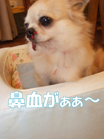 ナルトとオレオのしあわせ探し 09年01月25日