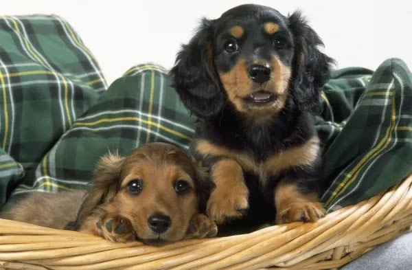 Hotdog, doxie week old long Miniature Hot Dog Dog. Hotdog, doxie week old long