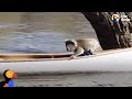 Koala Bear Stranded In Tree Gets Rescued In A Canoe | The Dodo