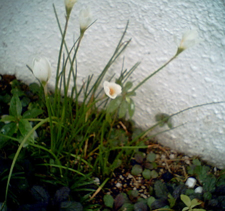 Flower, in Rain