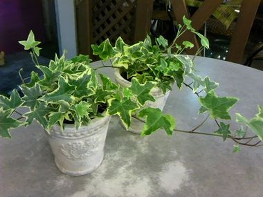 風水観葉植物アイビーが今アツい その効果と育て方 Izilook