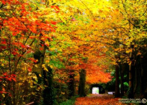 الطبيعه ايرلندا 2201840821_0292fce952.jpg?v=0