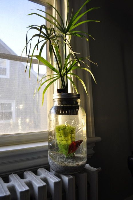 Aquaponic Mason Jar - Click here for more photos