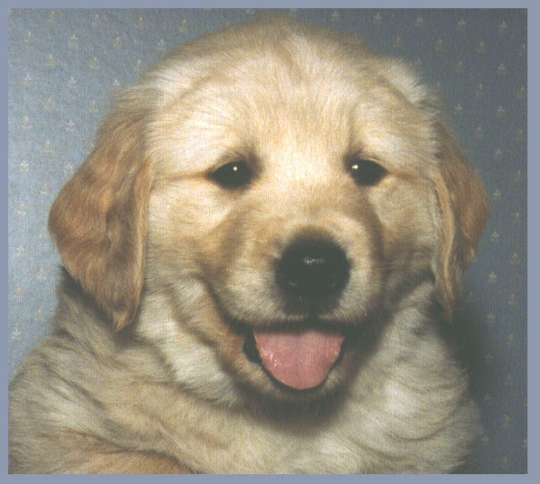 golden retriever puppy pictures. Our golden retriever puppies