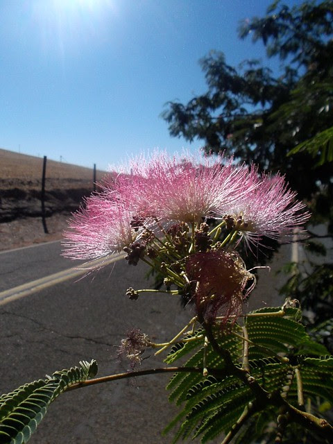 Flower on Empire Mines