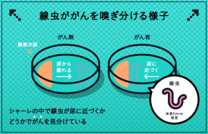 線虫ががんの匂いをかぎ分ける 株式会社クローバー