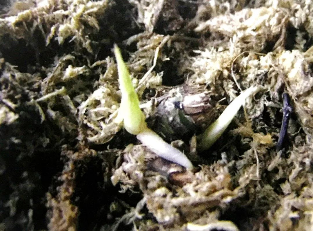 花店盆栽總太美 那是你不懂有一種盆栽種法叫水苔搭配 雪花新闻