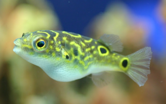 人になつきやすい かわいいフグを飼ってみよう 熱帯魚 アクアリウム情報マガジン