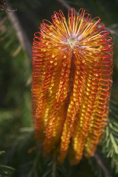 But believe it or not, flower bulbs, vegetables and shrubs all thrive when planted during this time of year. Plants for Sandy Soils | Native Plant and Revegetation