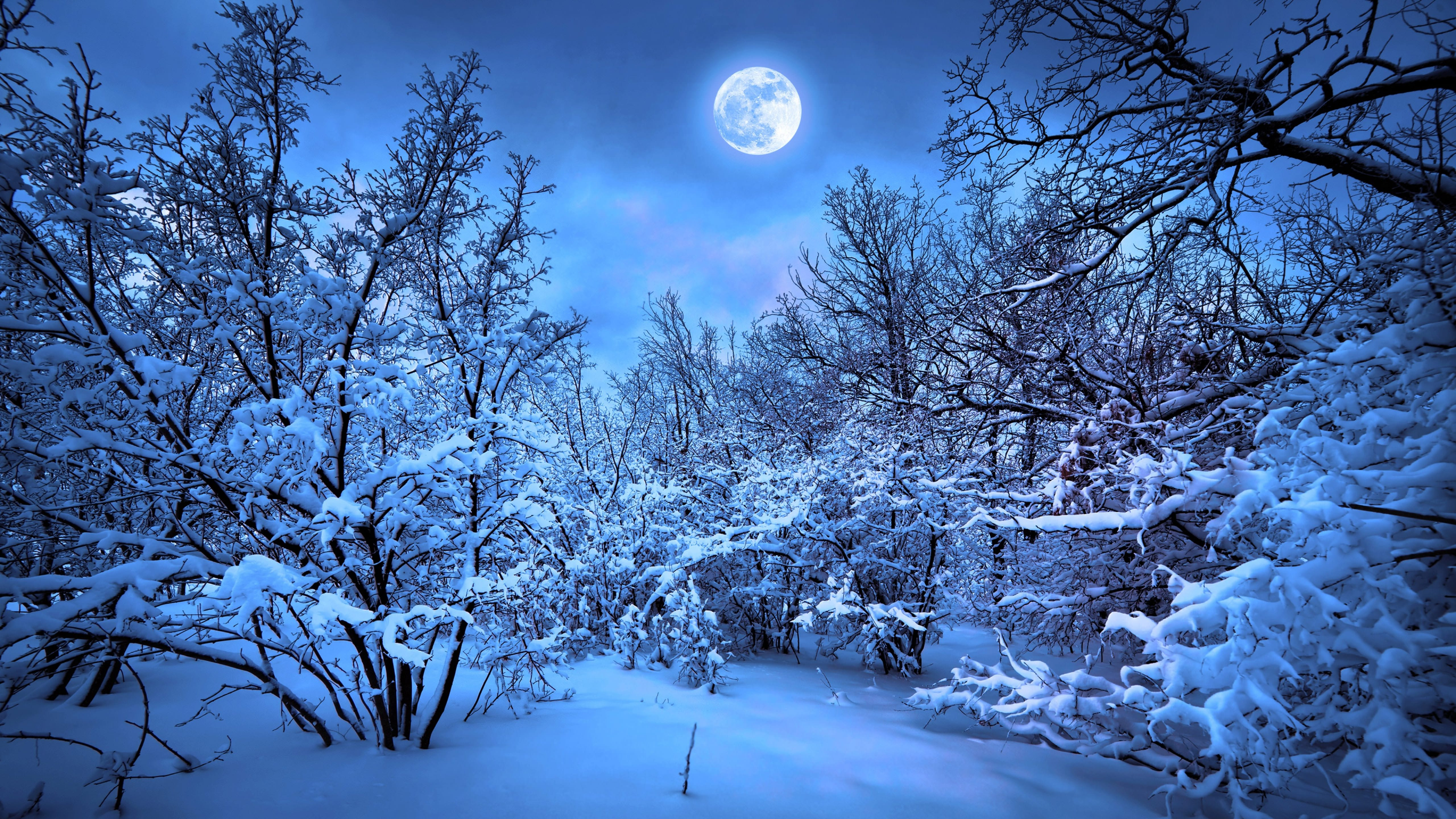 風景雪森林 Wallpaper Sc Desktop
