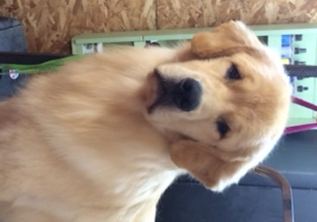 Golden B Bear Kennels Golden Retrievers Plymouth New Hampshire