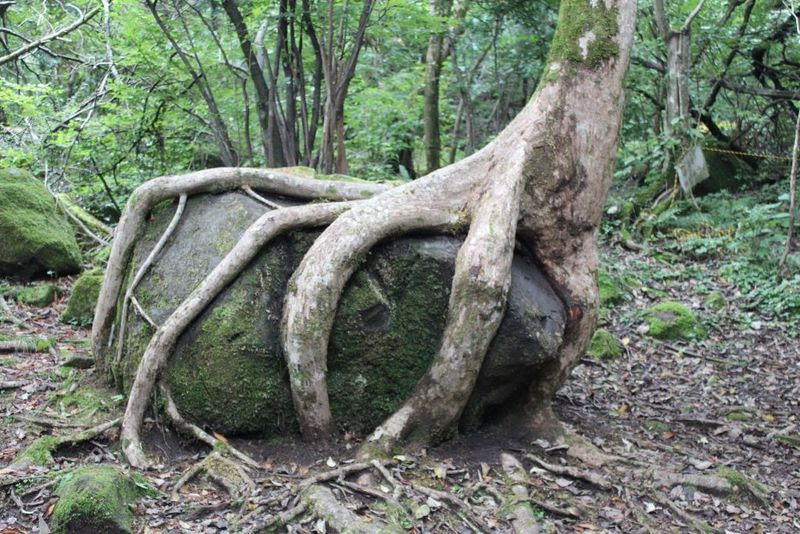 大自然のエネルギーが充満 癒しのパワースポット 男池 大分県由布市 大分県 トラベルjp 旅行ガイド