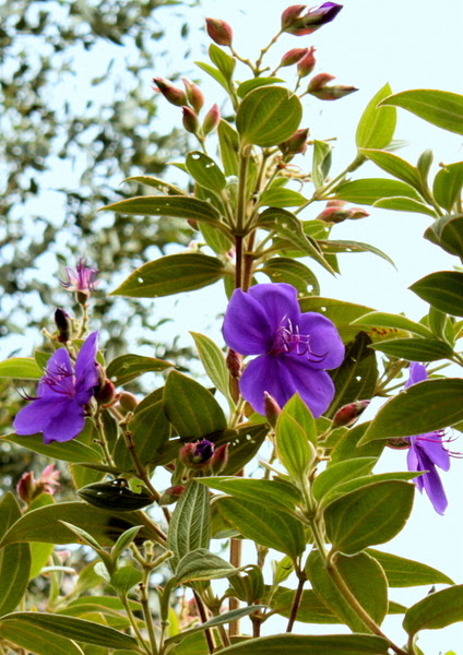 夏の花木 A Cozy Garden Diary