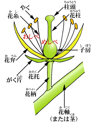 花のつくりと部分の名前