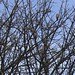 Fordley, Goldfinch.