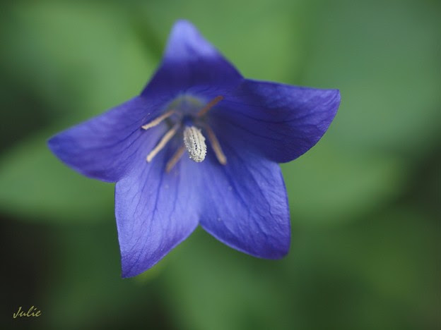 桔梗 花言葉は 気品 写真共有サイト フォト蔵