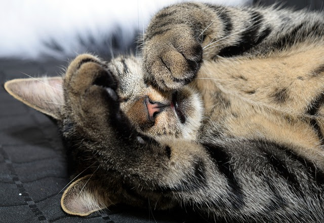 猫の足跡が一直線になる理由って 犬との違いやかわいいグッズも紹介 大人男子のライフマガジンmensmodern メンズモダン