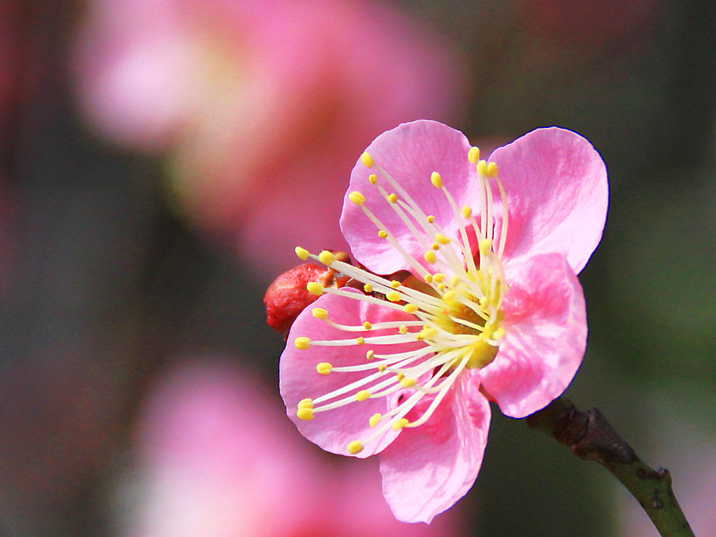 春の花 梅の花 花の無料壁紙写真 花の無料写真素材 四季の花の写真集
