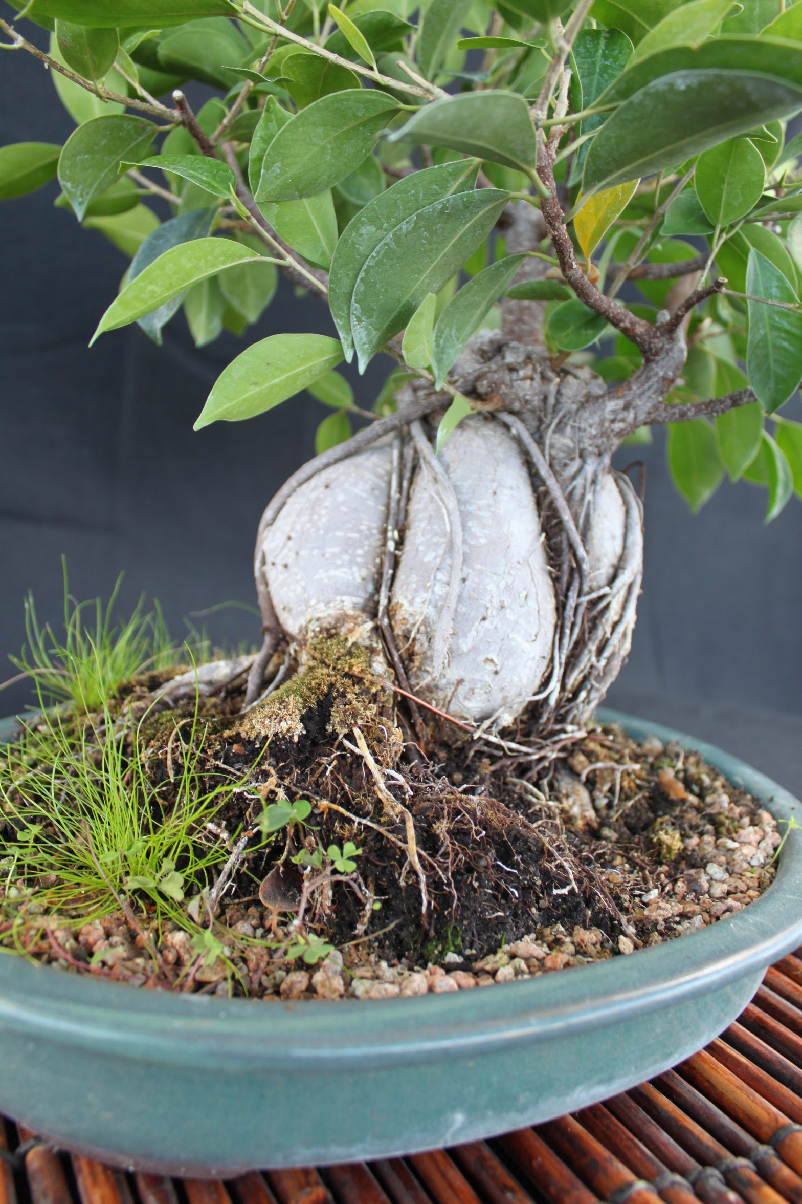  Ginseng  Ficus  Bonsai  kuromatsubonsai com
