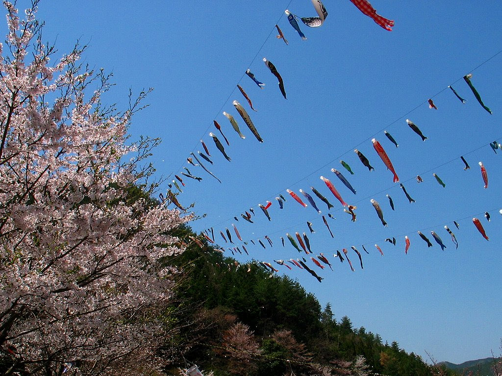 端午の節句 鯉のぼりと桜の壁紙写真 花の無料壁紙写真 花の無料写真素材 四季の花の写真集