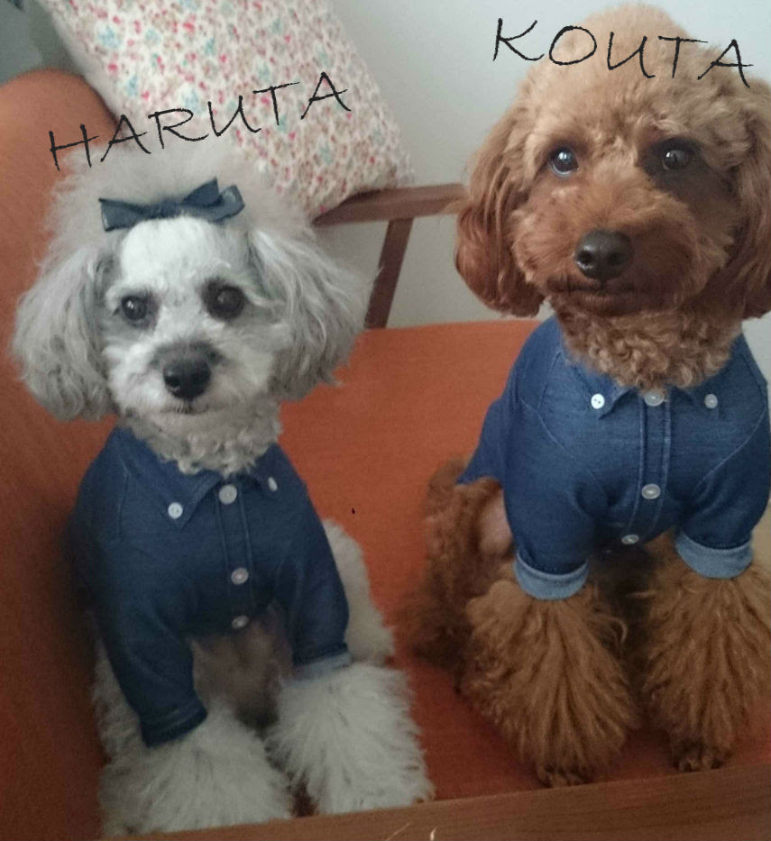 可愛いお写真が届きました A Bientot