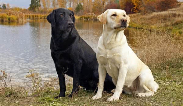 拉布拉多犬vs德国牧羊犬 详细对比 宠物犬 萌狗网移动版