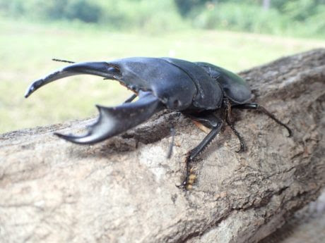 外国産カブトムシ クワガタムシを見に行こう