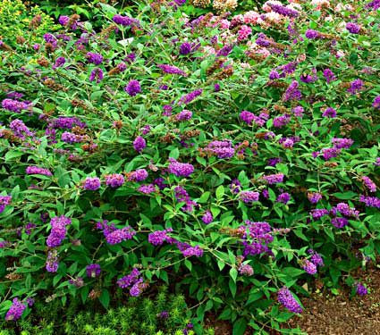 Download Buddleia Lo & Behold® Blue Chip Jr. | White Flower Farm