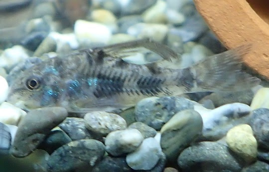 コリドラス パレアトゥス 萌萌虫雑記帳