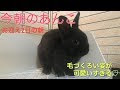 [無料ダウンロード！ √] 可愛い 赤ちゃん うさぎ 画像 227219