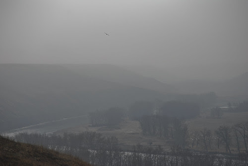 Foggy Morning