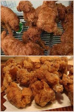 おもいでの種 トイプーと唐揚げ
