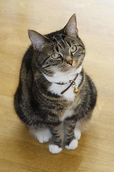 My Cat